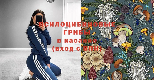 хмурый Аркадак